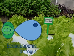Ecoaquaponis, un sello verde protegido por Superindustria